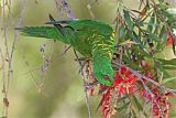 Scaly-breasted Lorikeetborder=